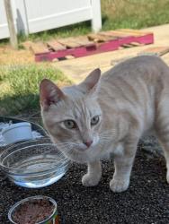 Reunited Male Cat last seen Sable drive and towanda road , Alexandria, VA 22303