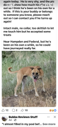 Found/Stray Male Dog last seen Hampden and federal, Commerce City, CO 80022