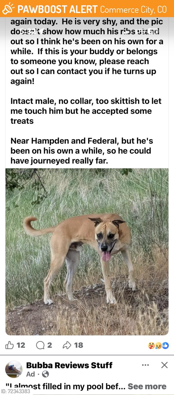 Found/Stray Male Dog last seen Hampden and federal, Commerce City, CO 80022
