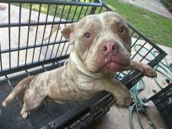 Lost Male Dog last seen Home, Temple, TX 76504