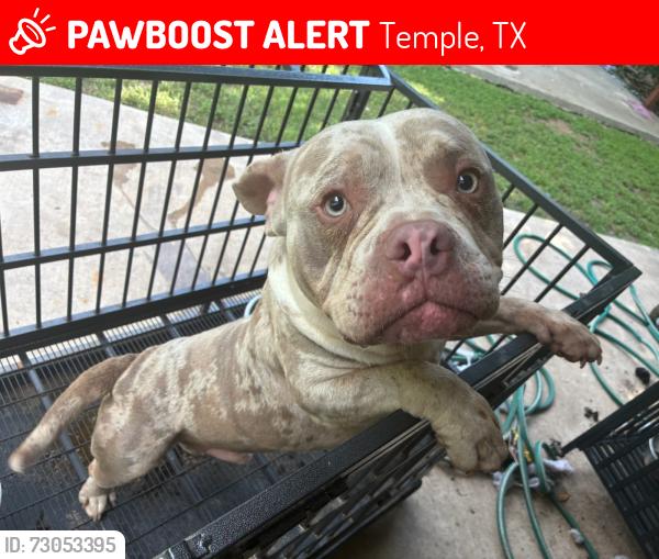 Lost Male Dog last seen Home, Temple, TX 76504