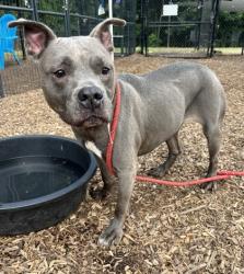 Shelter Stray Female Dog last seen , Other - Out of County, GA, 3280 Chamblee Dunwoody Rd, Chamblee, GA 30341, USA
