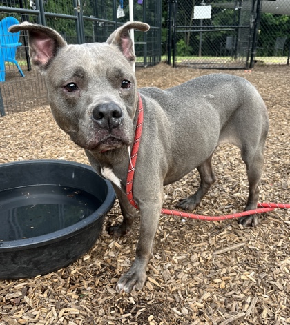 Shelter Stray Female Dog last seen , Other - Out of County, GA, 3280 Chamblee Dunwoody Rd, Chamblee, GA 30341, USA
