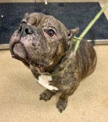 Shelter Stray Male Dog last seen Par 4 WayStonecrest, GA 30038, 30038, GA, 3280 Chamblee Dunwoody Rd, Chamblee, GA 30341, USA