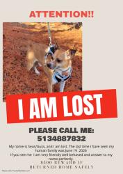 Lost Male Dog last seen Near Ridge Ave, Cincinnati, OH 45237, Cincinnati, OH 45237