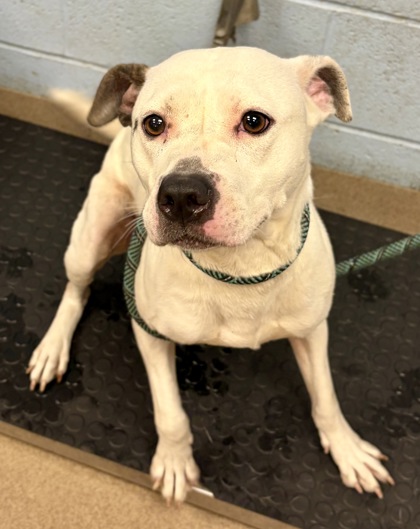 Shelter Stray Female Dog last seen Near Stone Run B, 30084, GA, 3280 Chamblee Dunwoody Rd, Chamblee, GA 30341, USA
