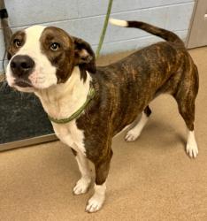Shelter Stray Female Dog last seen Near River Road, 30294, GA, 3280 Chamblee Dunwoody Rd, Chamblee, GA 30341, USA