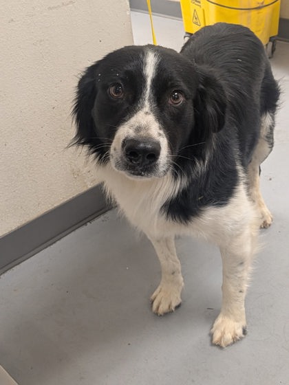 Shelter Stray Male Dog last seen Near Hwy 47 (ACO-AM), Tome, , 1209 NM-314, Los Lunas, NM 87031, USA
