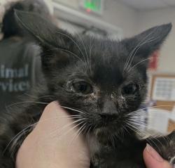 Shelter Stray Male Cat last seen Near Camino Del Llano Apt B, Belen, , 1209 NM-314, Los Lunas, NM 87031, USA
