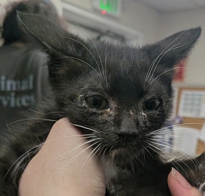 Shelter Stray Male Cat last seen Near Camino Del Llano Apt B, Belen, , 1209 NM-314, Los Lunas, NM 87031, USA