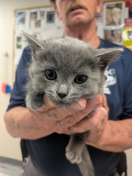 Shelter Stray Female Cat last seen Cypress Gardens, Cypress Gardens, , 1209 NM-314, Los Lunas, NM 87031, USA