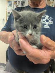Shelter Stray Female Cat last seen Cypress Gardens, Cypress Gardens, , 1209 NM-314, Los Lunas, NM 87031, USA