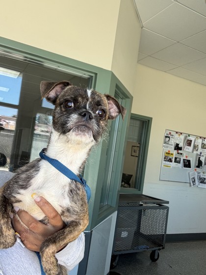 Shelter Stray Male Dog last seen Fruitvale and Foothill, Oakland, CA, 1101 29th Ave, Oakland, CA 94601, USA
