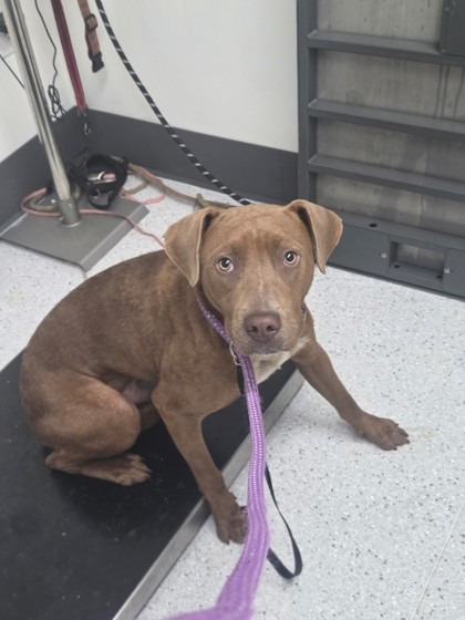 Shelter Stray Male Dog last seen 66th Ave and Bancroft, Oakland, CA, 1101 29th Ave, Oakland, CA 94601, USA