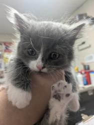 Shelter Stray Female Cat last seen Cypress Gardens, Cypress Gardens, , 1209 NM-314, Los Lunas, NM 87031, USA