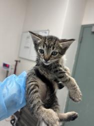Shelter Stray Male Cat last seen Near Sunnyside St, Oakland, CA, 1101 29th Ave, Oakland, CA 94601, USA