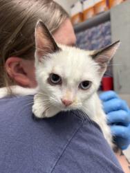 Shelter Stray Female Cat last seen , , CA, 1101 29th Ave, Oakland, CA 94601, USA