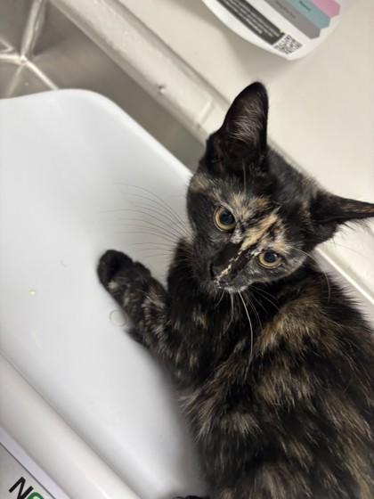 Shelter Stray Female Cat last seen , , CA, 1101 29th Ave, Oakland, CA 94601, USA