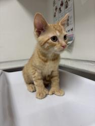 Shelter Stray Male Cat last seen , , CA, 1101 29th Ave, Oakland, CA 94601, USA
