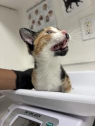 Shelter Stray Female Cat last seen , , CA, 1101 29th Ave, Oakland, CA 94601, USA