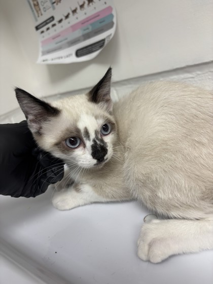 Shelter Stray Male Cat last seen , , CA, 1101 29th Ave, Oakland, CA 94601, USA