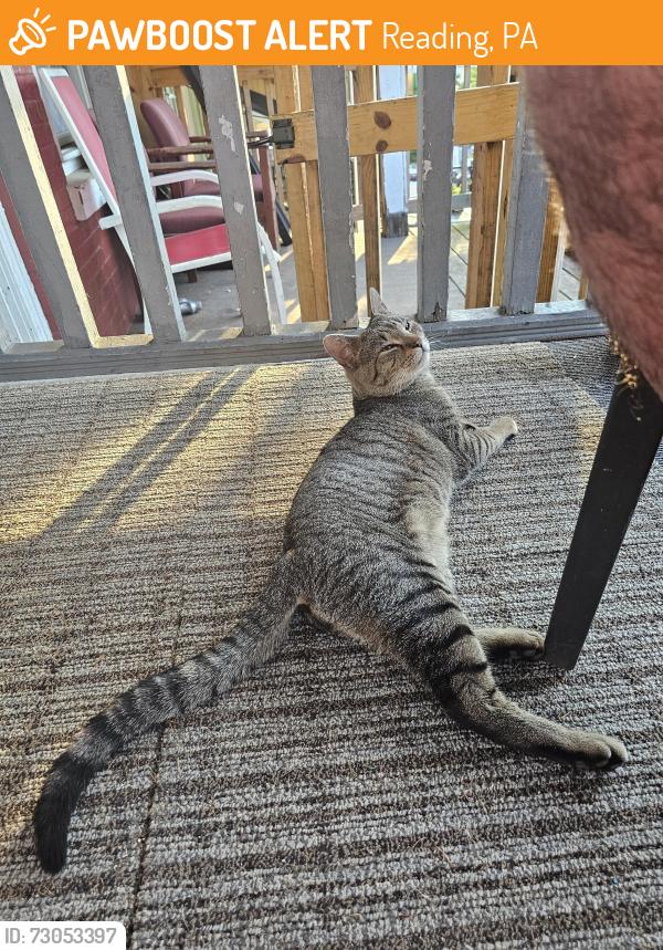 Found/Stray Unknown Cat last seen Hillside playground , Reading, PA 19604