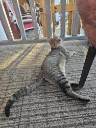 Found/Stray Unknown Cat last seen Hillside playground , Reading, PA 19604