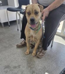 Shelter Stray Female Dog last seen Near Hierba Mora Dr, North District, TX, 355 Hillshire Dr, Haslet, TX 76052, USA