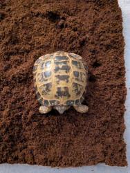 Shelter Stray Unknown Tortoise last seen Near Sheboygan Ave, Madison, WI, Madison 11, City of, WI, 5132 Voges Rd, Madison, WI 53718, USA