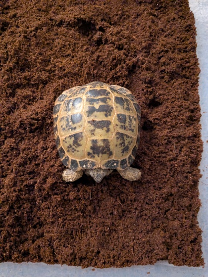 Shelter Stray Unknown Tortoise last seen Near Sheboygan Ave, Madison, WI, Madison 11, City of, WI, 5132 Voges Rd, Madison, WI 53718, USA
