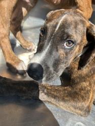 Shelter Stray Male Dog last seen Near SCHWARTZ AVE, North District, , 355 Hillshire Dr, Haslet, TX 76052, USA