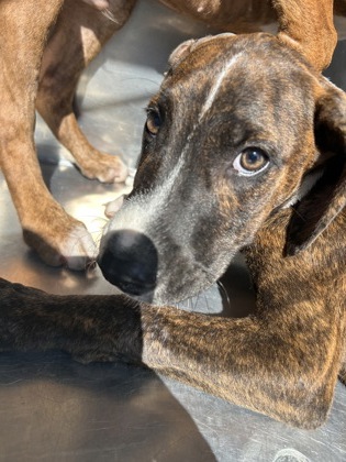 Shelter Stray Male Dog last seen Near SCHWARTZ AVE, North District, , 355 Hillshire Dr, Haslet, TX 76052, USA