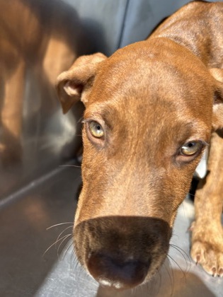 Shelter Stray Male Dog last seen Near SCHWARTZ AVE, North District, , 355 Hillshire Dr, Haslet, TX 76052, USA