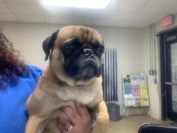 Shelter Stray Male Dog last seen Near S Hulen, South District, TX, 355 Hillshire Dr, Haslet, TX 76052, USA
