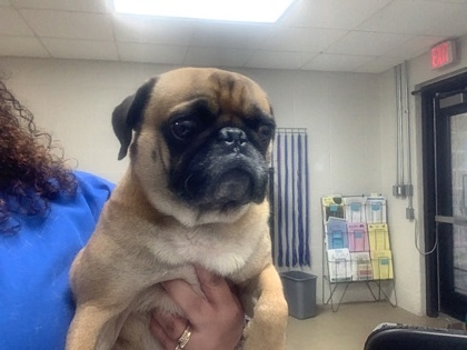 Shelter Stray Male Dog last seen Near S Hulen, South District, TX, 355 Hillshire Dr, Haslet, TX 76052, USA