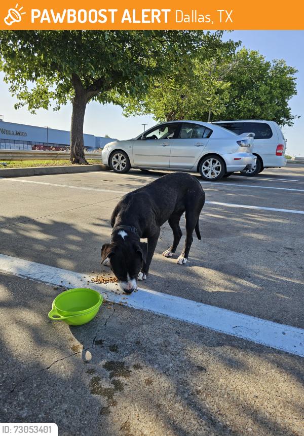 Found/Stray Male Dog last seen Bruton, Dallas, TX 75227