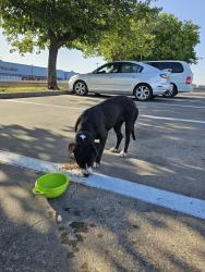 Found/Stray Male Dog last seen Bruton, Dallas, TX 75227