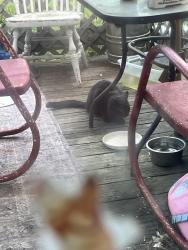 Found/Stray Unknown Cat last seen Farther Up near Pleasant Lake Deerfield on Northwoods side, Northwood, NH 03261