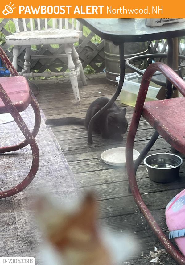 Found/Stray Unknown Cat last seen Farther Up near Pleasant Lake Deerfield on Northwoods side, Northwood, NH 03261