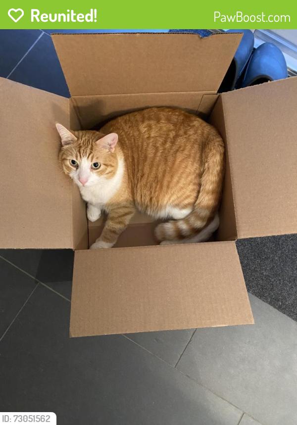 Reunited Male Cat last seen Ranleigh Ave and Ronan Ave, Toronto, ON M4N 2Y2