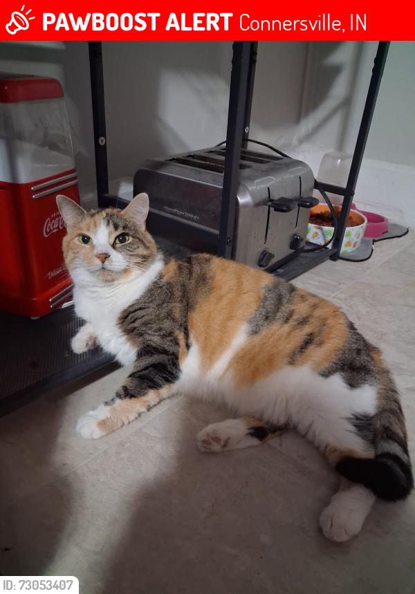Lost Female Cat last seen Connersville , Connersville, IN 47331