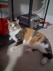 Lost Female Cat last seen Connersville , Connersville, IN 47331