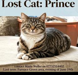 Lost Male Cat last seen Ashburnham Road , Furnace Green, England RH10
