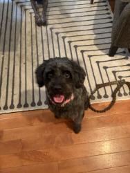 Found/Stray Male Dog last seen La Belle, Pittsburgh, PA 15211