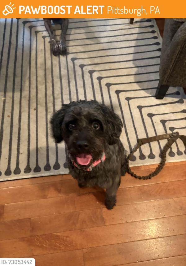 Found/Stray Male Dog last seen La Belle, Pittsburgh, PA 15211