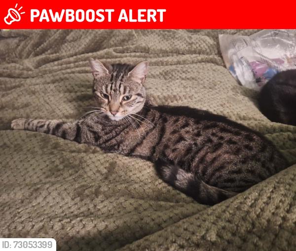 Lost Male Cat last seen Lordsfield , Greater Manchester, England OL7 9BU