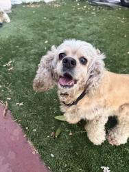 Found/Stray Unknown Dog last seen E Alondra Blvd and S Atlantic Ave, Compton, CA 90221