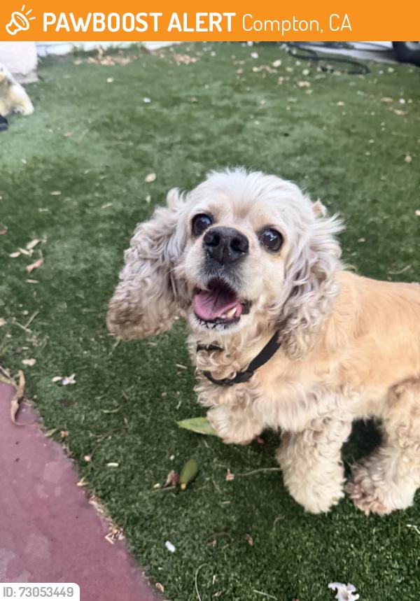 Found/Stray Unknown Dog last seen E Alondra Blvd and S Atlantic Ave, Compton, CA 90221