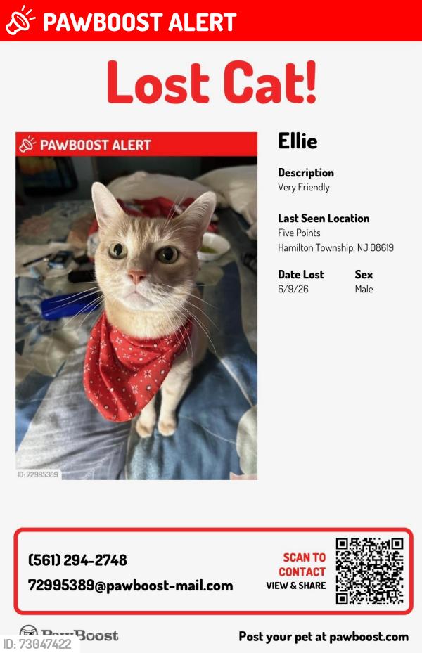 Lost Male Cat last seen Quakerbridge Road , Hamilton Township, NJ 08619