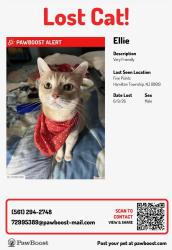 Lost Male Cat last seen Quakerbridge Road , Hamilton Township, NJ 08619